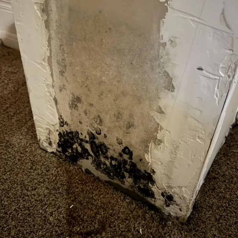 Professional Mold Removal in Lee County, IA